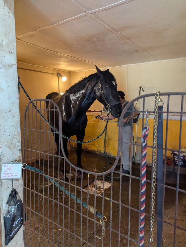 A black horse being washed in a stable.
