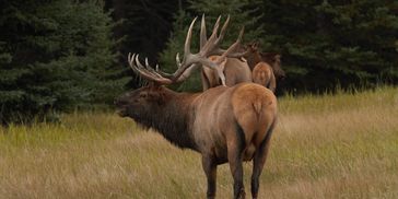 Bull Elk bugling, Jasper, Canadian Rockies