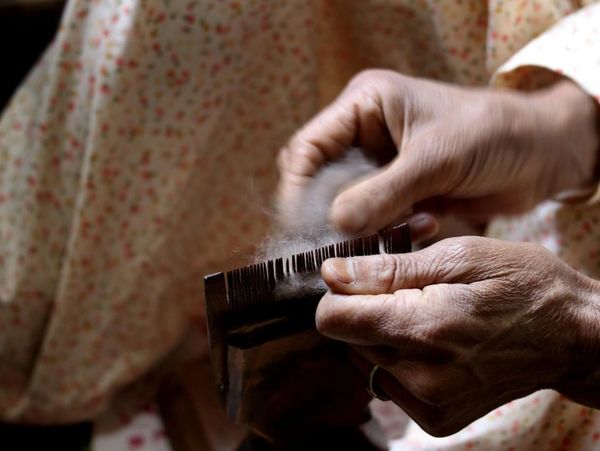 Hands carding wool fibers with a wooden tool.