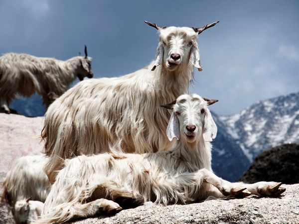 Two long-haired goats resting on rocks with a mountainous backdrop.