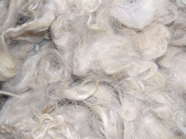 Close-up of soft, curly white wool fibers.