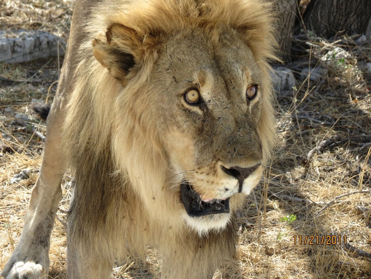 Lion in Etosha National Park.