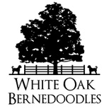 White Oak Doodles
