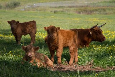 Four Highland cattle calves in a grassy field with flowers.