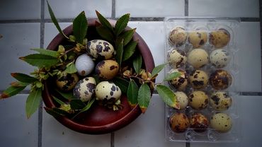 Protective Harlequin Quail with egg in natural habitat