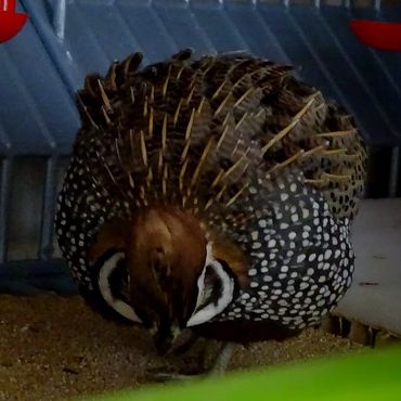 Harlequin Quail posing with its bold, mottled markings