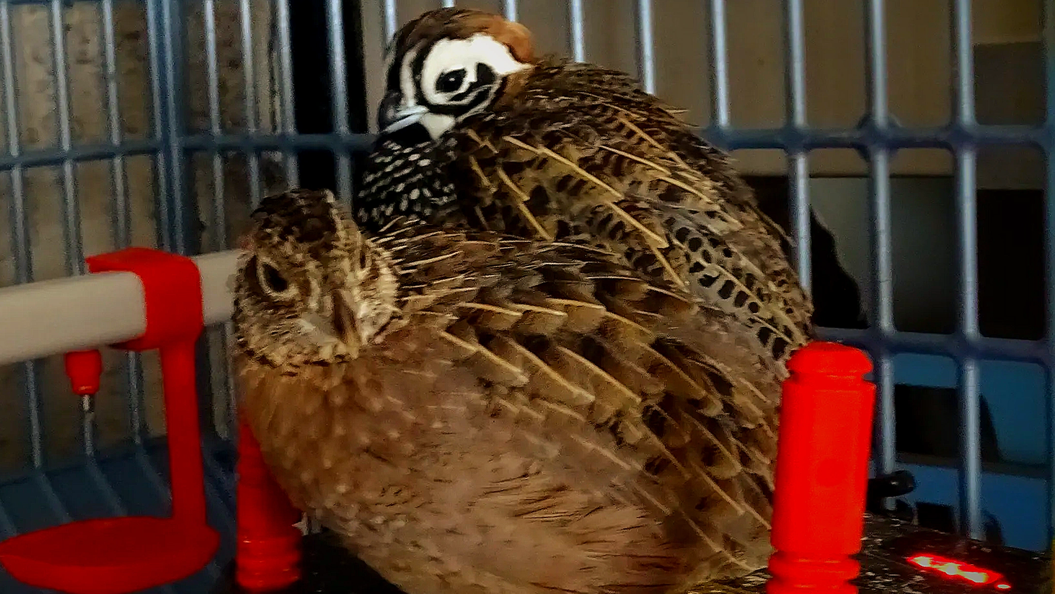 Vibrant plumage of a Harlequin Quails captured up close