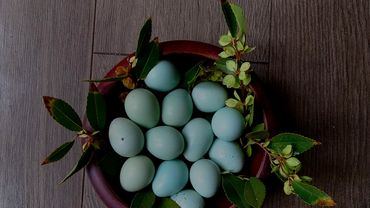 Harlequin Quail showing off its  egg