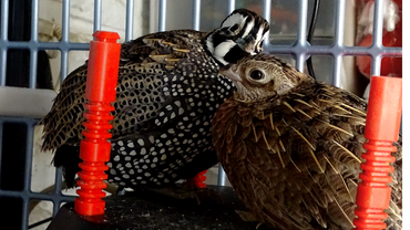 Side profile of Harlequin Quail with spotted coat