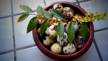 Vibrant Harlequin Quail standing proudly beside its egg