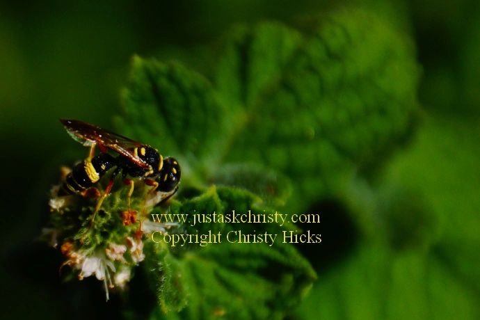 One focused paper wasp on a flowering mint plant.