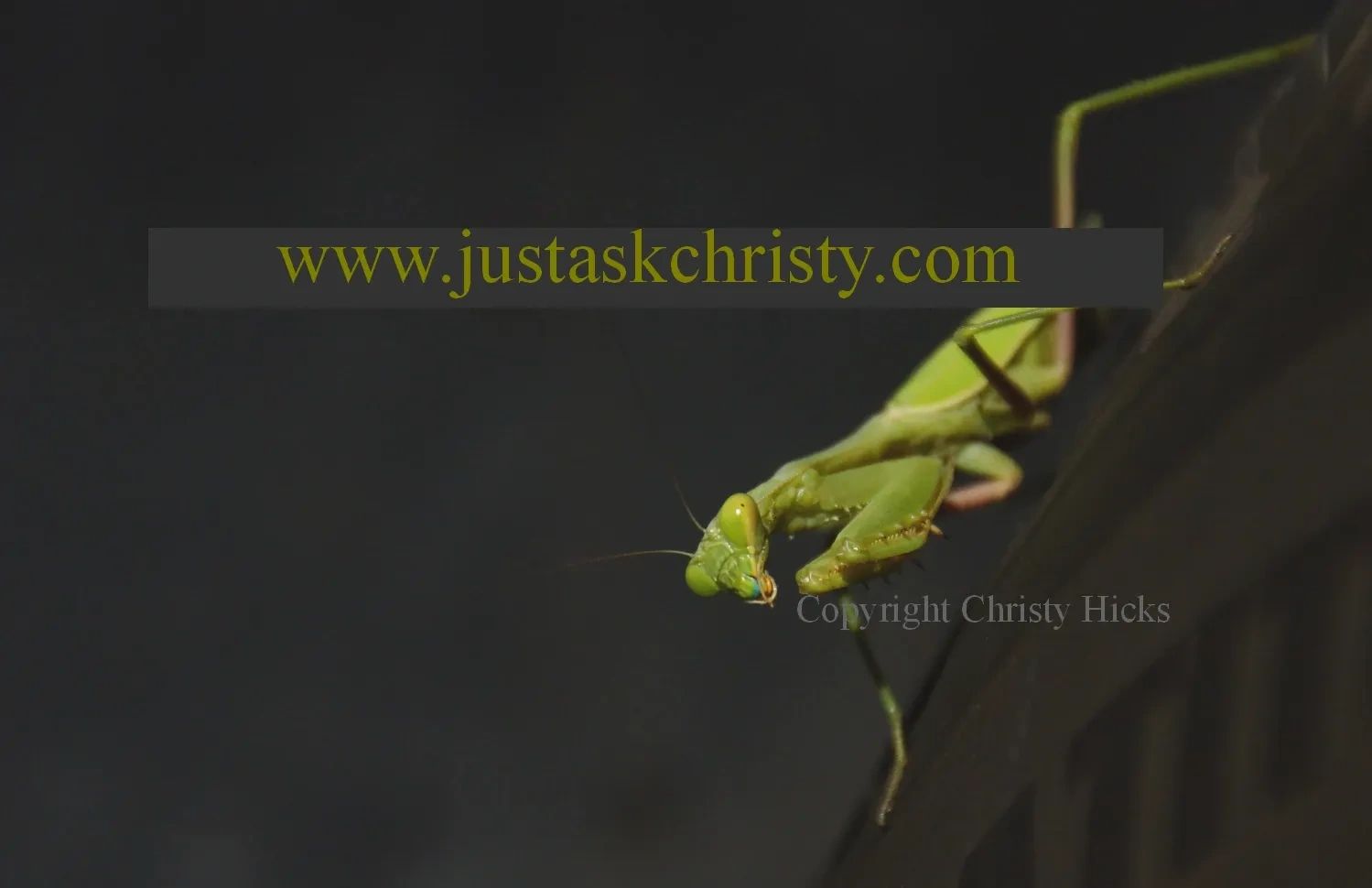 Close up image of a praying mantis.