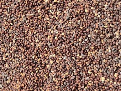 MAHOGANY SEED SUPPLIER