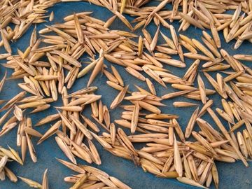 BAMBOO SEED SUPPLIER