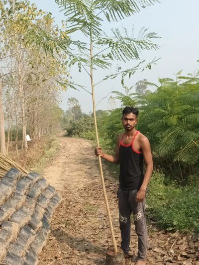 GULMOHAR - DELONIX REGIA  AVENUE PLANT SUPPLIER