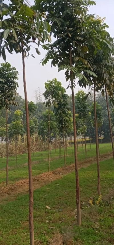 Red African Mahogany Plant Nursery Supplier