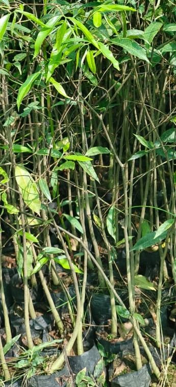Tissue culture Agarwood Plant nursery supplier