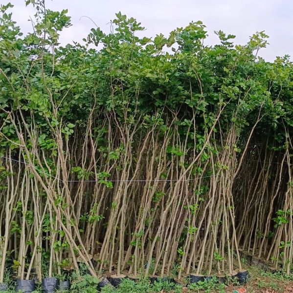 Road Timber Plant Nursery