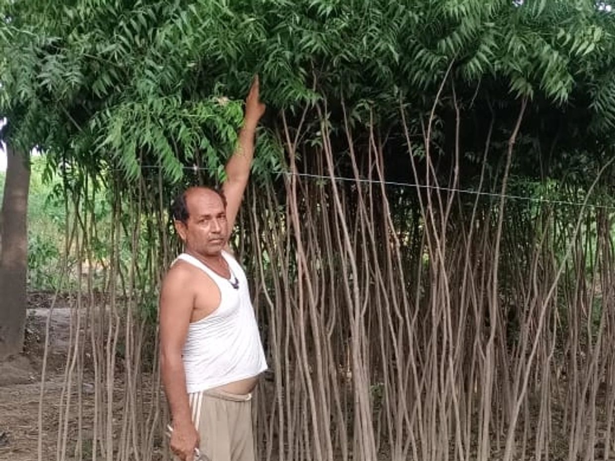 TIMBER FORESTRY 8-10 FEET PLANT NURSERY