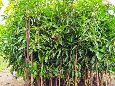 MANGO PLANT NURSERY