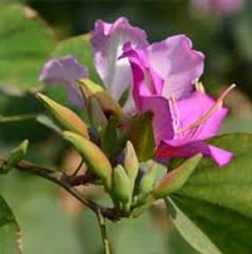 MEDIAN PLANT SUPPLIER FOR ROAD PLANTATION