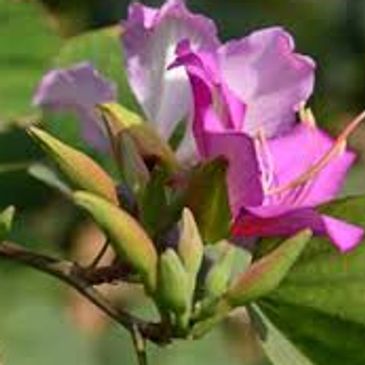 kachanar plant