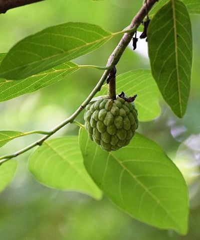 Custrad apple plant nursery
in maharashtra , punjab, tamilnadu, rajasthan, banglore, goa, haimachal