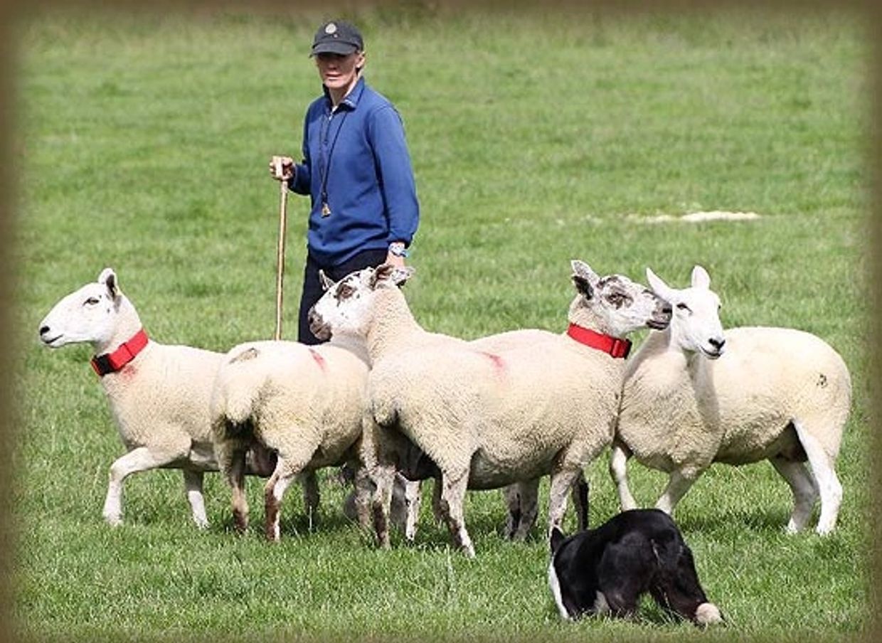Angie Driscoll, Kinloch Sheepdogs, Wales.  Herding training border collies.  Clinics