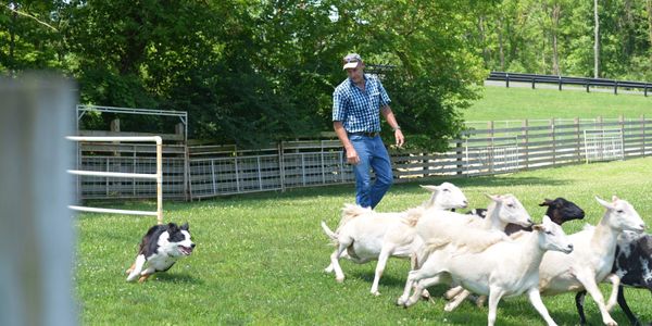 Faansie Basson - Elfa Dogs.  Hico, Texas.  Training Border Collies for Herding