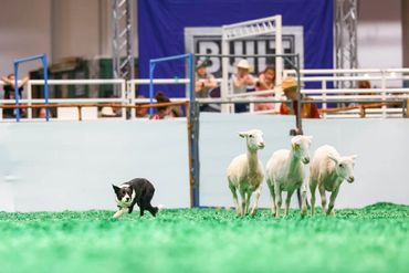 MSD Ash herding sheep at Houston Livestock Show and Rodeo smooth coat border collie