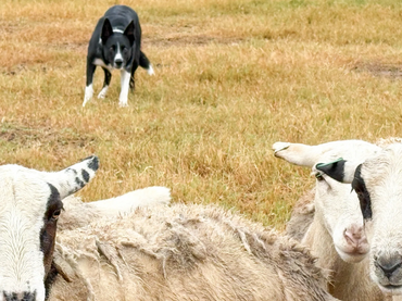 Elfa Mack border collie herding Sheep in Texas