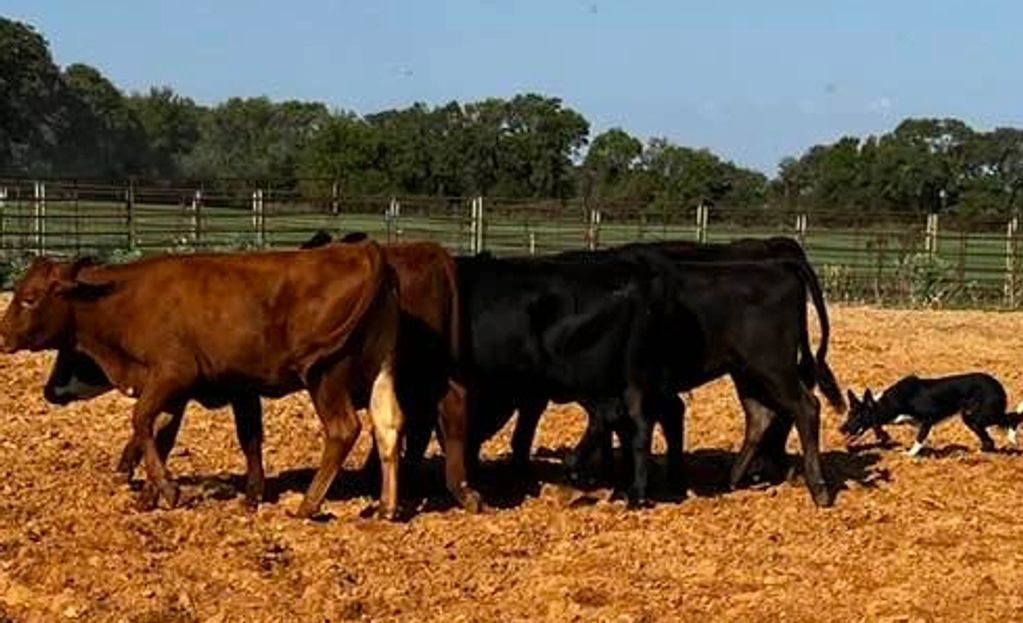 Cord Herding Cattle in Texas, Border Collie Training, Dog Training