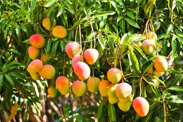 mangoes