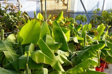 banana plants