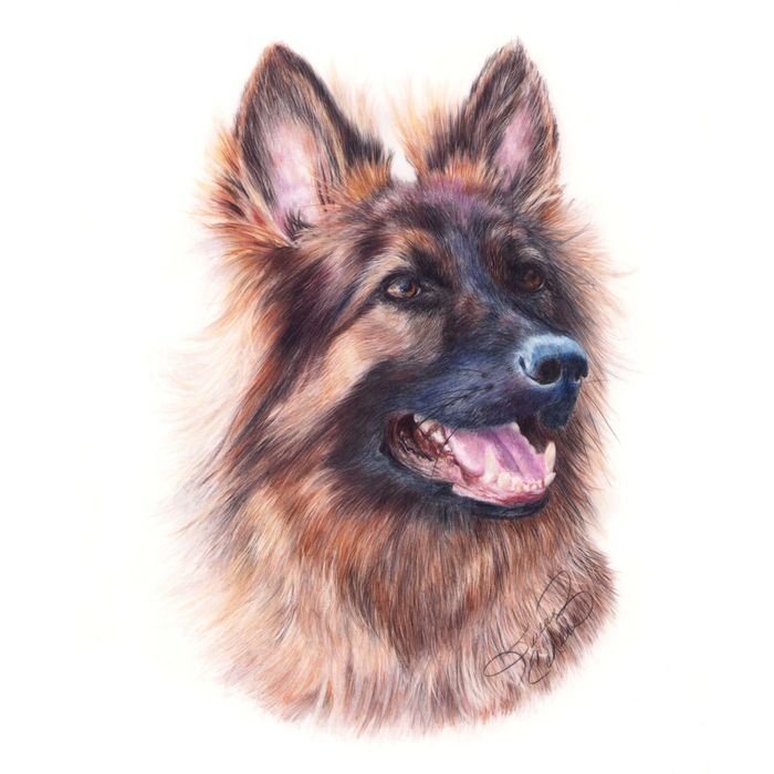 German Shepherd, certification exam for Bonny Snowdon Academy. Photo Reference Ruud Van Unen