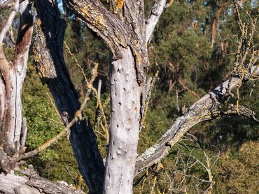 DRONE AERIAL INSPECTION DEAD TREES LEVEL 1 OR LEVEL 3 TRAQ SAFETY WOODPECKER DAMAGE INSURANCE ARBOR