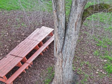 INCLUDED BARK WEAK BRANCH ATTACHMENT CODOMINANT STEM STORM DAMAGE ANSI A300 ARBORIST TRAQ SAFETY ANT