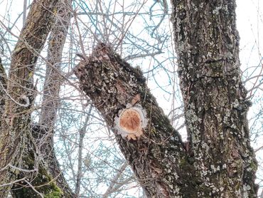 LEVEL 1 OR LEVEL 3 TRAQ (TREE RISK ASSESSMENT QUALIFICATION) ASSESSMENT. STUB CUT ANSI A300, ARBOR