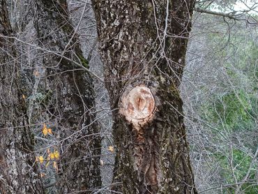 DRONE AERIAL INSPECTION FLUSH CUT PROPER PRUNING TREES LEVEL 1 OR LEVEL 3 SAFETY INSURANCE ARBORIST