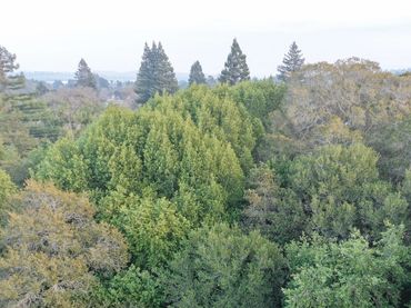 DRONE AERIAL TREE FOREST LEVEL 1 OR LEVEL 3 TRAQ TREE RISK ASSESSMENT QUALIFICATION ASSESSMENT ARBOR