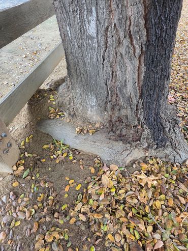 GIRDLING ROOT, TRAQ TREE RISK ASSESSMENT QUALIFICATION ARBORIST ANSI A300 EVERGREEN DECIDUOUS ARBOR