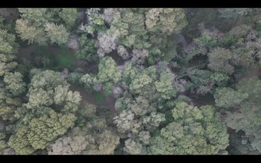 DRONE AERIAL TREE FOREST LEVEL 1 OR LEVEL 3 TRAQ (TREE RISK ASSESSMENT QUALIFICATION) ASSESSMENT