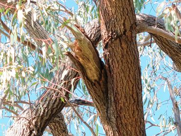 DRONE AERIAL FOREST LEVEL 1 OR LEVEL 3 TREE RISK ASSESSMENT QUALIFICATION STORM DAMAGE SAFETY ANSI