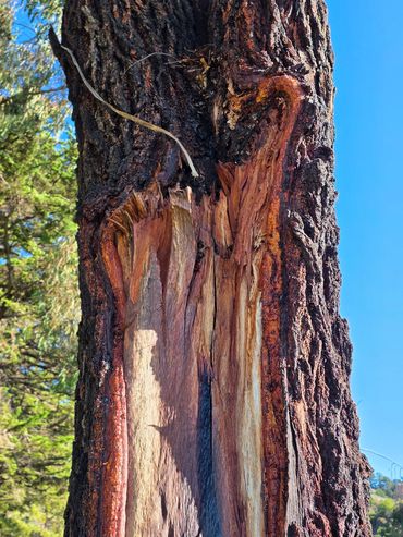 Tree Care Ants Health Drone Inspection Bay Area Arborist Healthy Pest Control Garden Nature Backyard