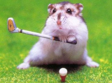 Hamster playing golf.