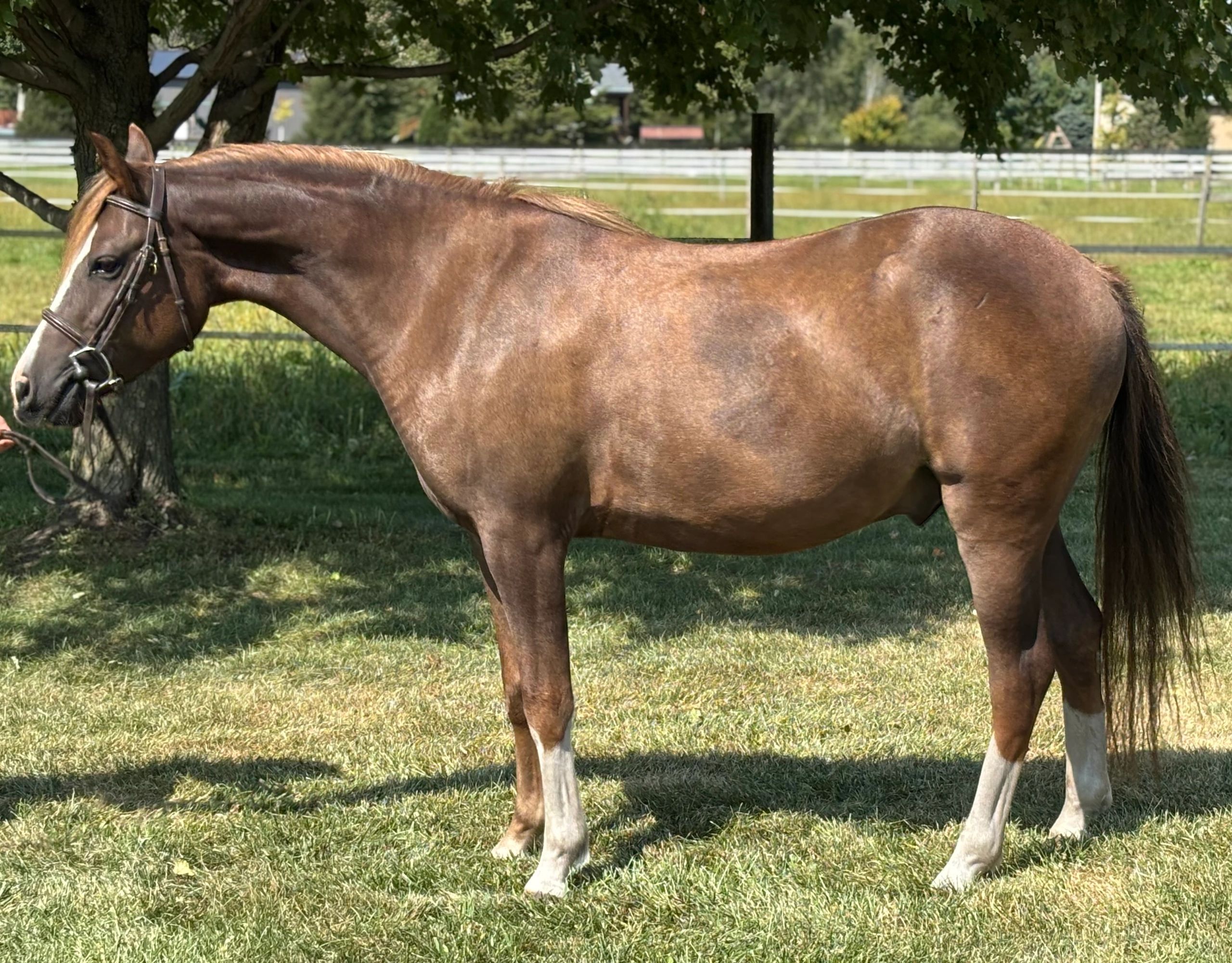 Chestnut horse with white markings stands in a grassy yard.