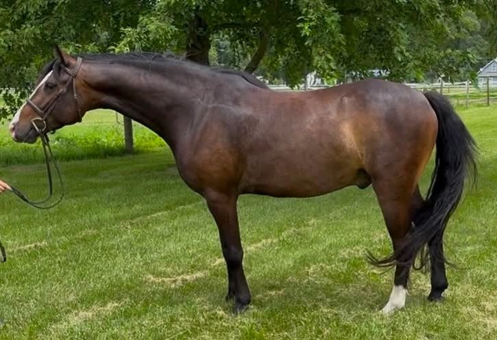 Brown horse standing on grass near trees.