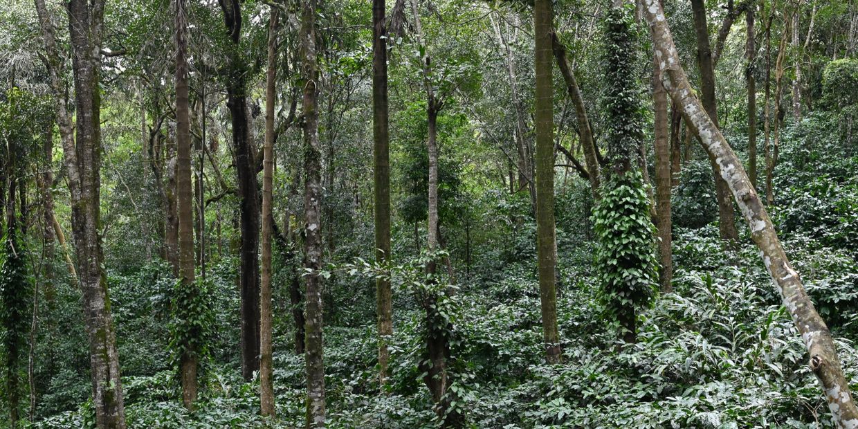 Dense green forest with tall trees and abundant foliage.