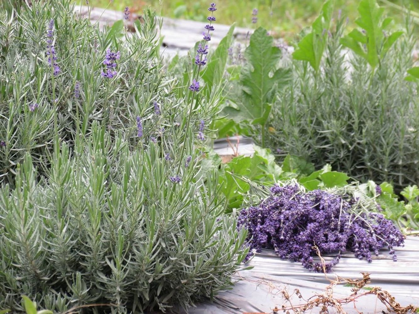 Cultivo de Lavanda francesa en México