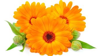 closeup of 3 open orange calendula flowers, with a few additional unopened buds and leaves.